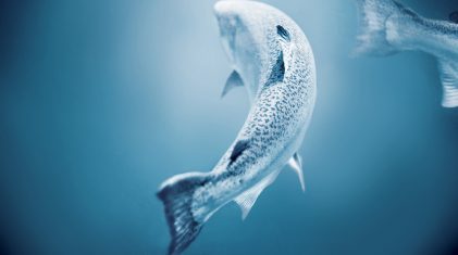 110824-Mulatero-9845