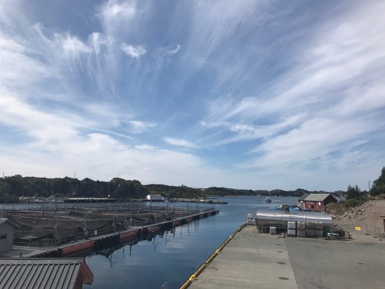 High harvest volumes mean stable salmon prices