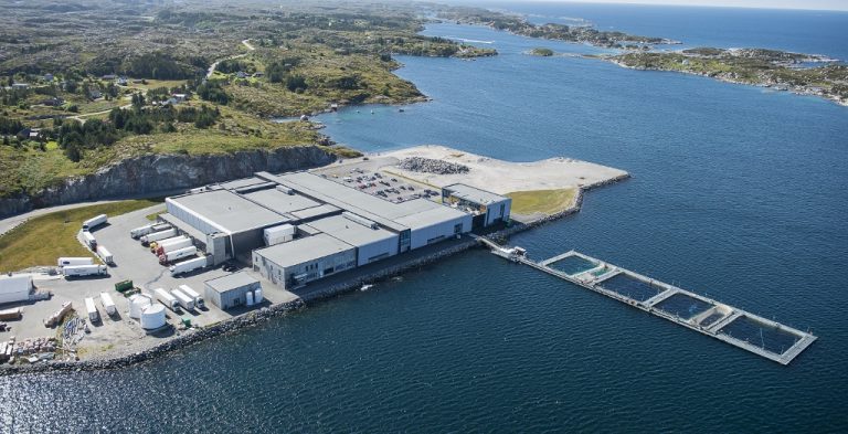 SalMar harvested 35,000 tonnes of salmon in second quarter