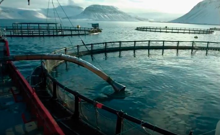 Four Norwegian companies keen to ramp up Icelandic salmon production, but must first overcome local scepticism