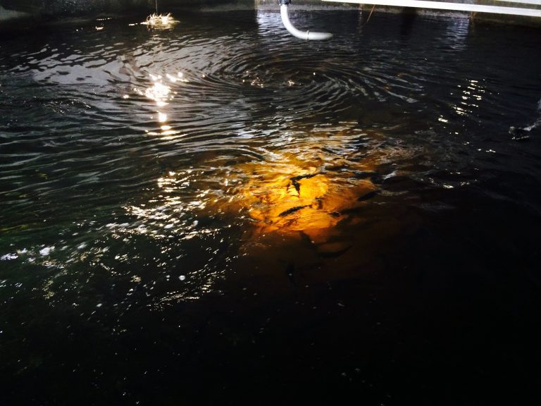 Costly ‘moon landing’ for land-based salmon