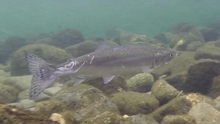 Invasive pink salmon seen in UK rivers for first time