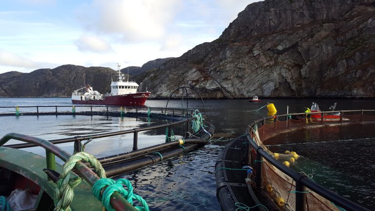 Russia farming fish in Arctic fjords to combat shortage