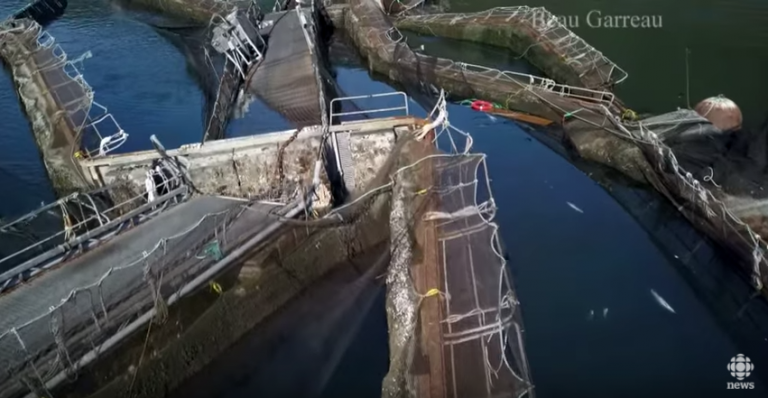 Cooke begins massive cleanup after fish farm collapse