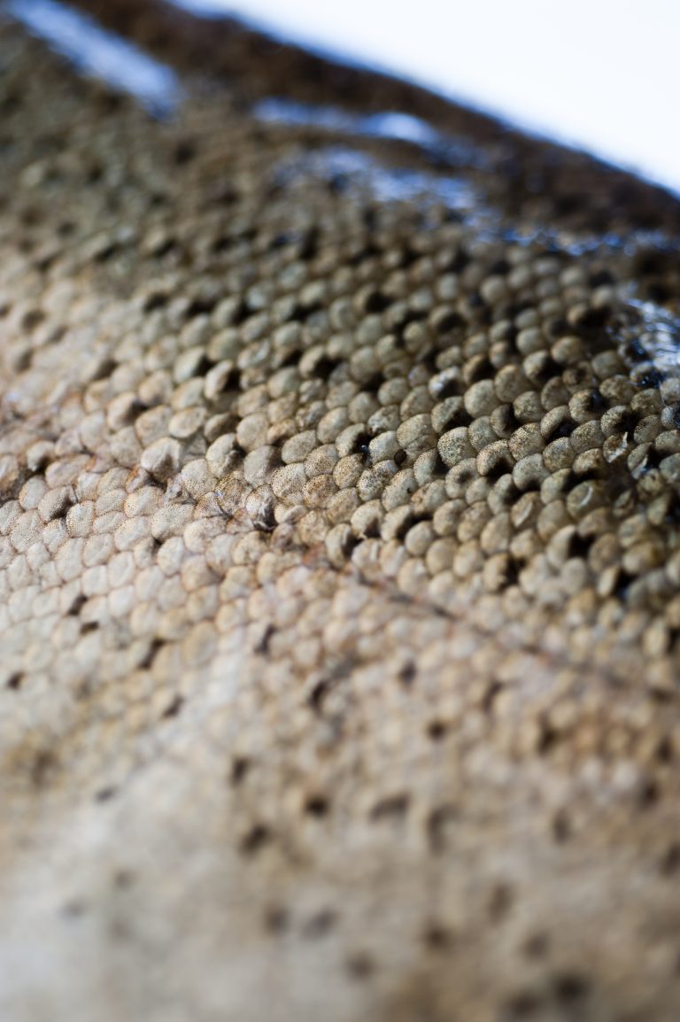 Polish company Fancylax showcases salmon skin products