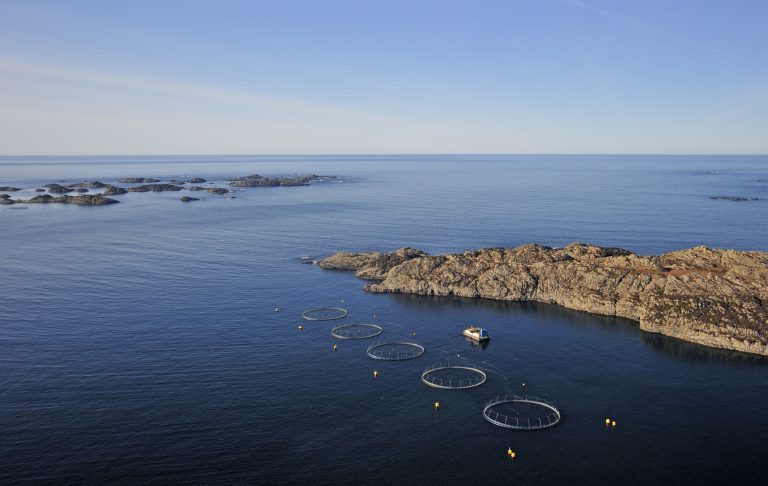 900,000 salmon face slaughter after ISA outbreak