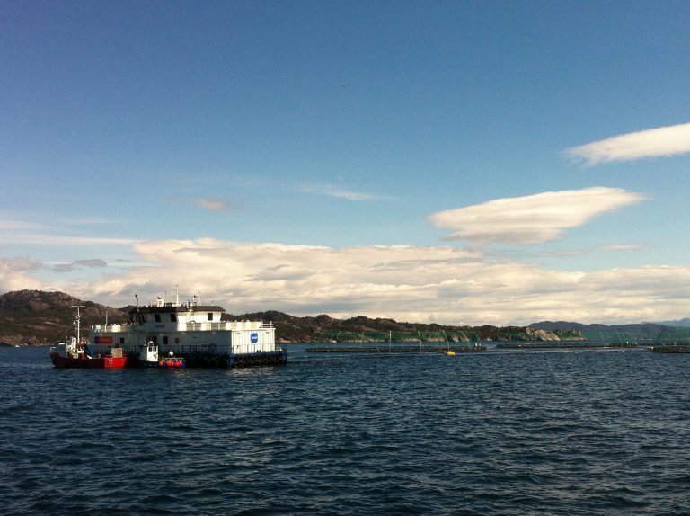 Exported 17 percent more salmon in June, but biomass widened girth regardless