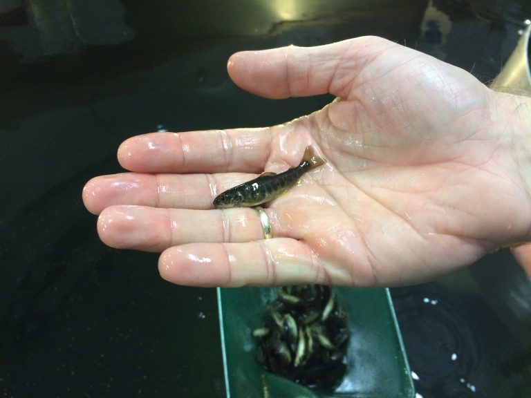 Cooke mulls over large new Nova Scotia hatchery