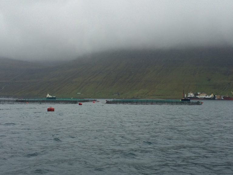 New salmon price drop heralds the lowest levels of the year