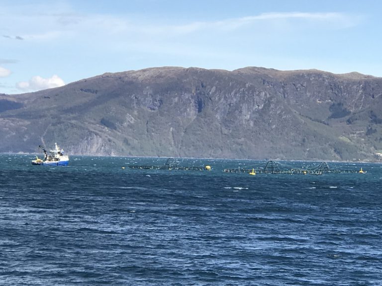 Salmon prices to remain stable for next week