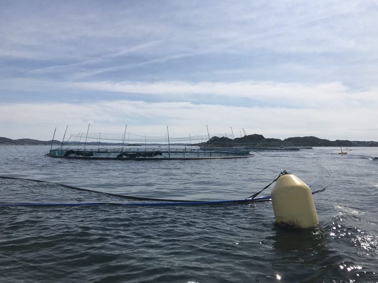 Pareto Securities: These are the cheapest salmon farming stocks