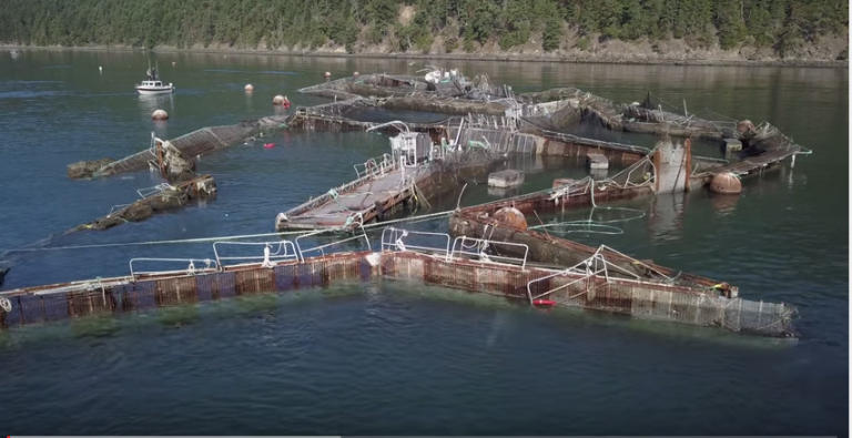 Unique drone footage of collapsed Cooke Aquaculture farm
