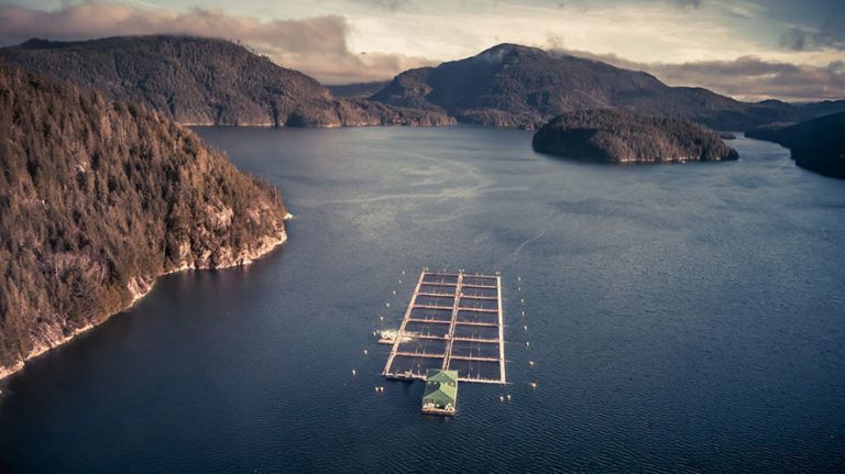 Employing cutting-edge technology to stay ahead of harmful algal blooms