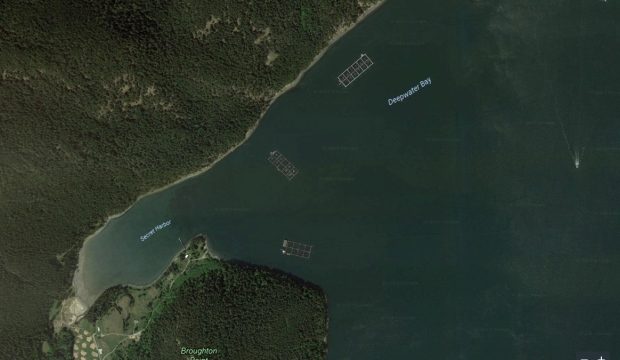 1000s of salmon escape from fish farm near Victoria, Washington State