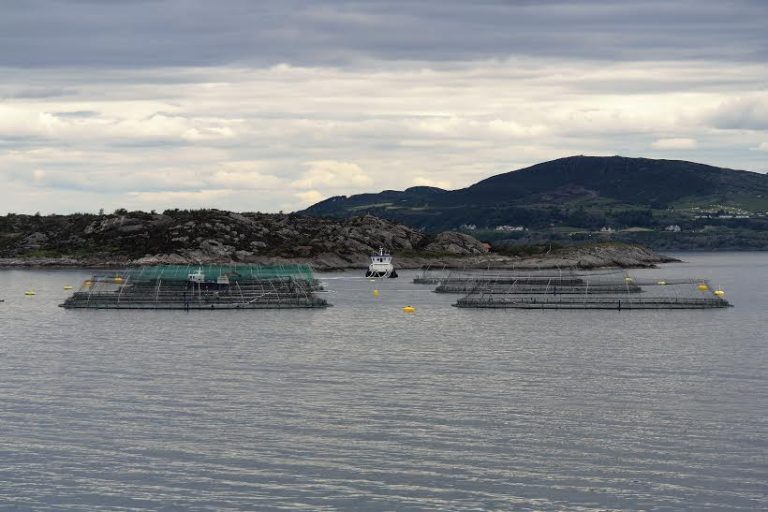 Soft Grieg Seafood earnings in Q4