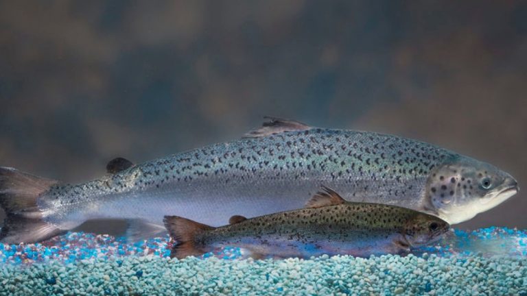 First genetically engineered salmon has entered the market