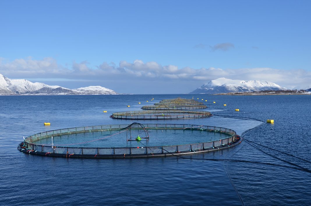 Northern dominance on profit among Norway's largest salmon farmers