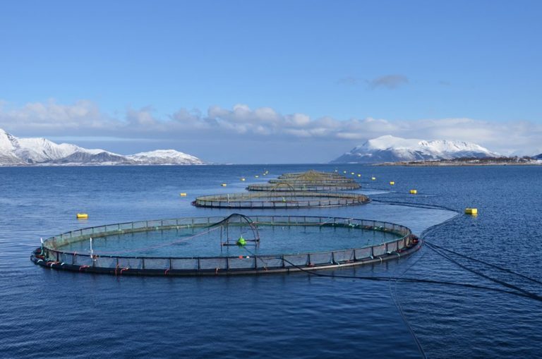 Northern dominance on profit among Norway’s largest salmon farmers