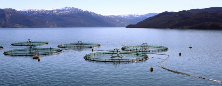 Norwegian salmon biomass increasing after feeding levels stepped up