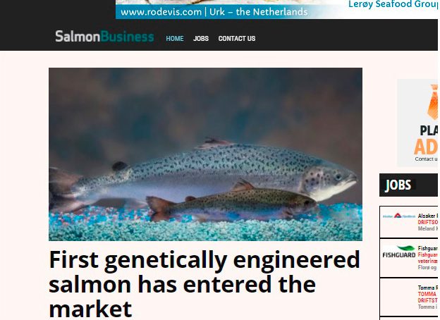Salmon Business reached readers in 62 countries in its first week of operation