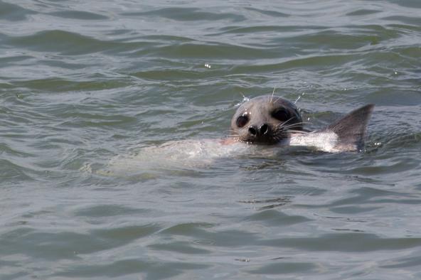 Scots risk U.S. market by shooting seals: paper