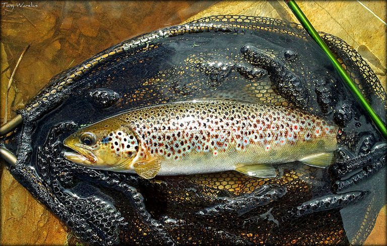 French ponder trout RAS at old Marine Harvest site