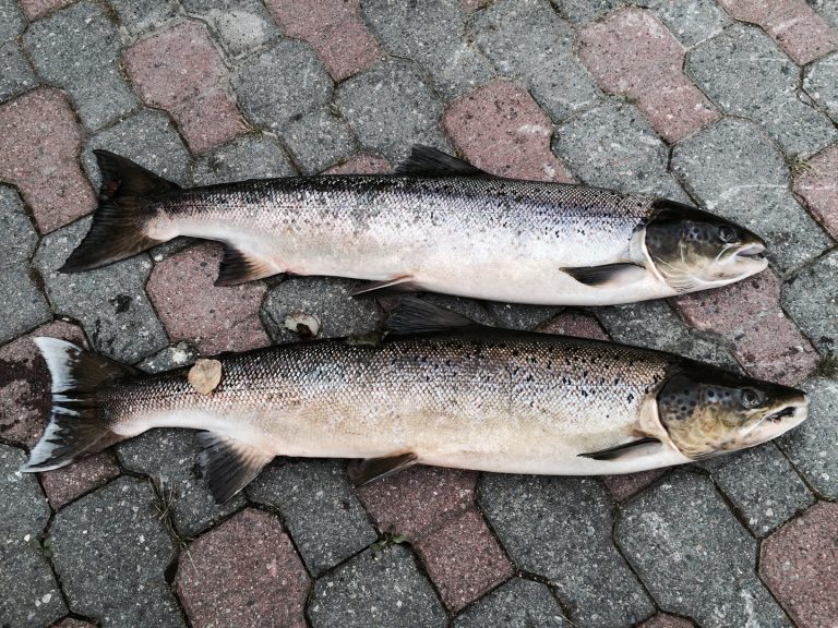 UK tries to tackle decline in wild salmon population