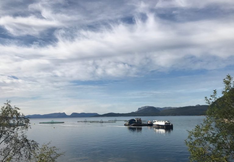 Salmon price predictions vary considerably