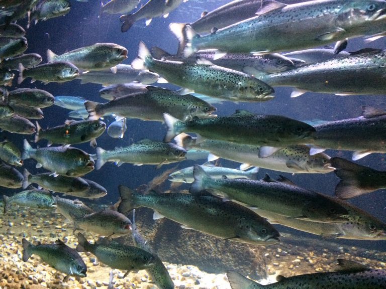 Millions of Atlantic salmon intentionally released to B.C. waters