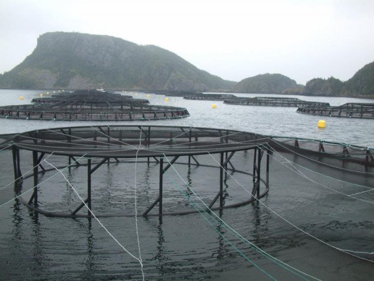 93,000 salmon die at Mowi facility in Newfoundland