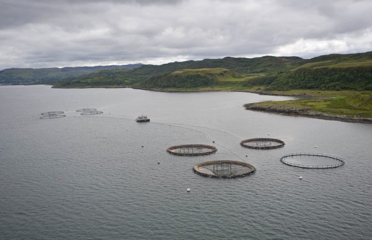 Increased harvesting sends salmon prices to the lowest level of the year