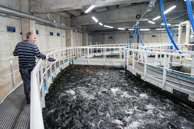 Swiss salmon farm adds smokehouse