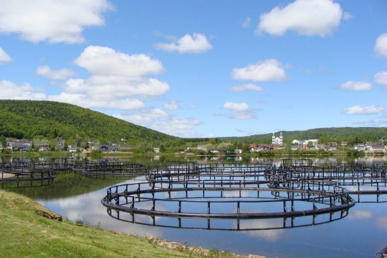Geography and demographics threaten record Newfoundland salmon harvests