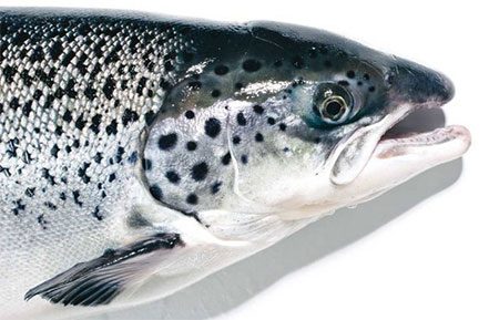 International concerns about AquaBounty’s transgenic salmon