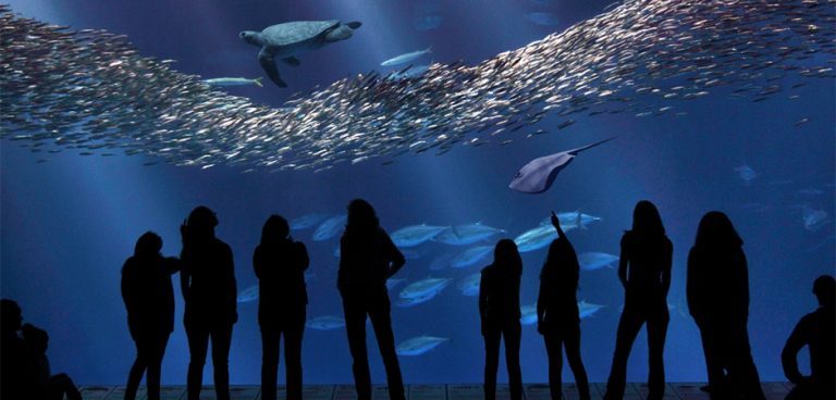 Seafood Watch program recommendations ‘misleading’, says editor