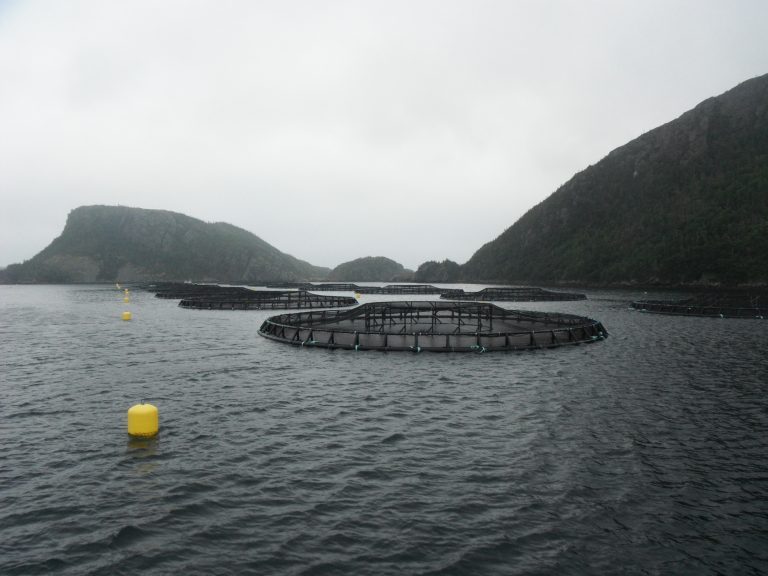 Cooke confirms ISA outbreak in Newfoundland