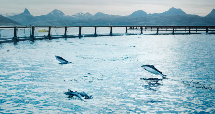 AquaChile is no longer the largest salmon exporter in Chile