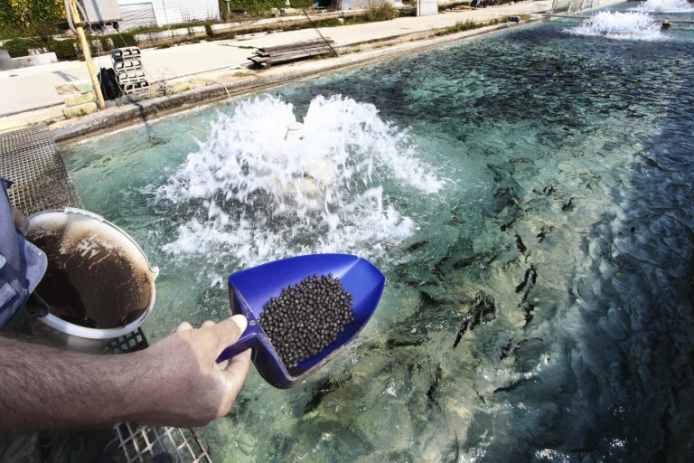 Protix seeks new location for expansion of larvae production