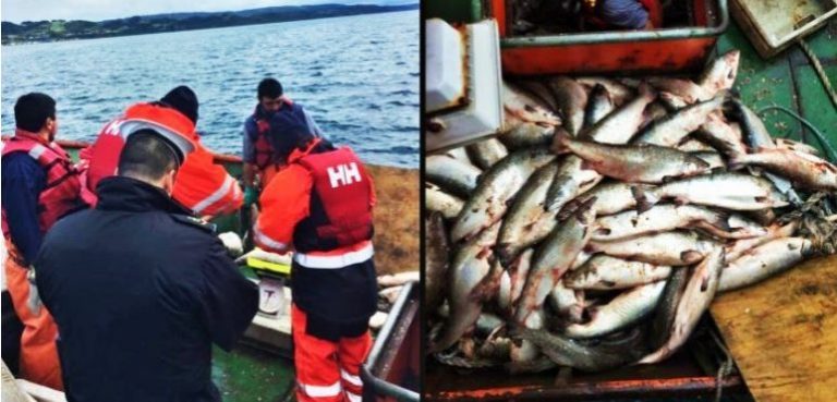 Police in Chile seize 21,000 kilos of stolen salmon