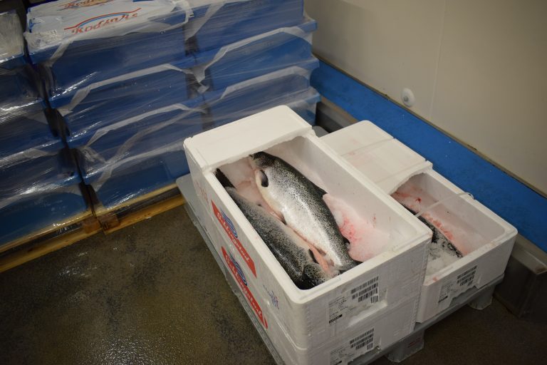 Salmon prices fall to lowest level in two years