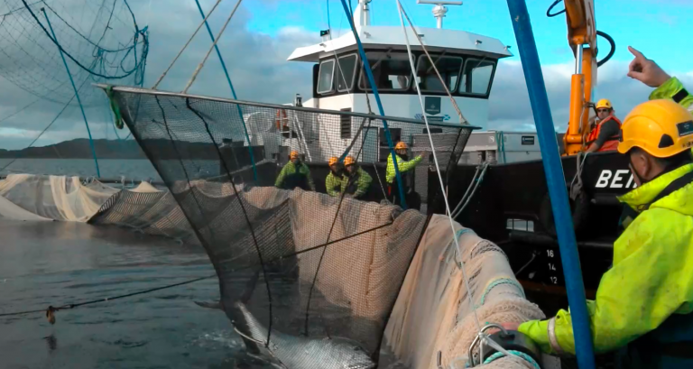 300-kilo ‘invader’ hits Hebridean salmon farm