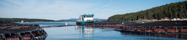 Fishermen catch farmed Atlantic salmon in Skagit River
