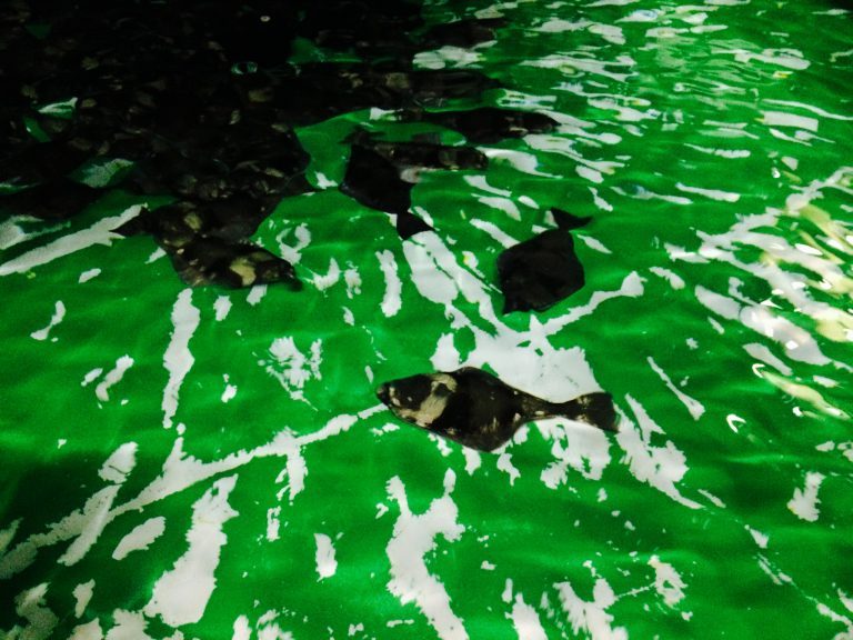 50,000 halibut escaped from Norwegian fish farm