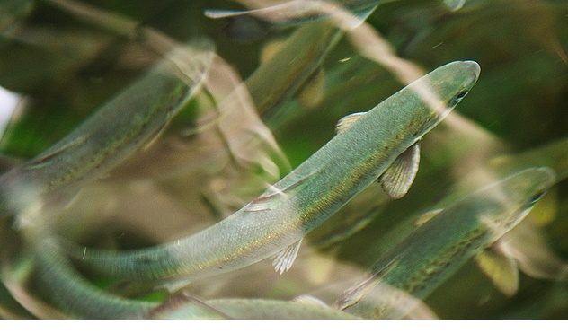 Scottish fish farms disposed 22,479 tonnes of dead fish in 2016