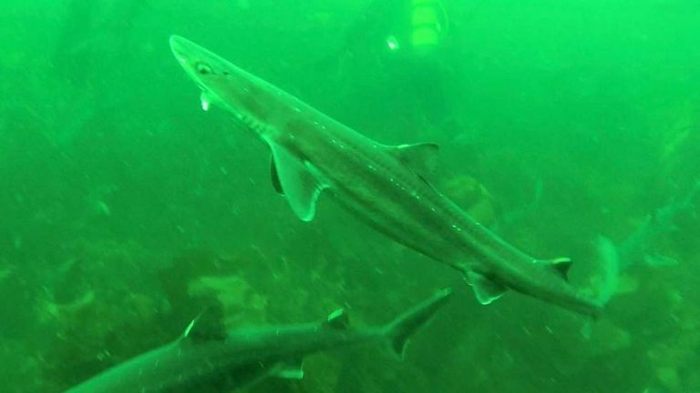 Farmed rainbow trout escape after shark attack