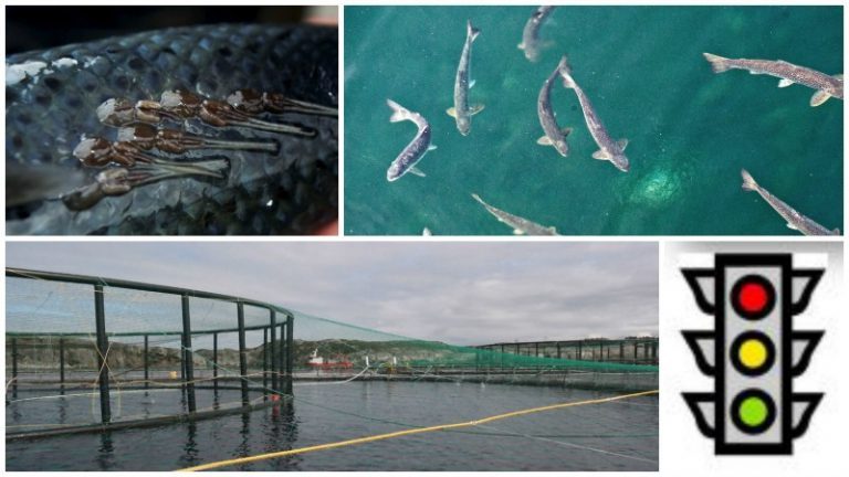 New ‘traffic lights’ system will regulate Norwegian salmon production