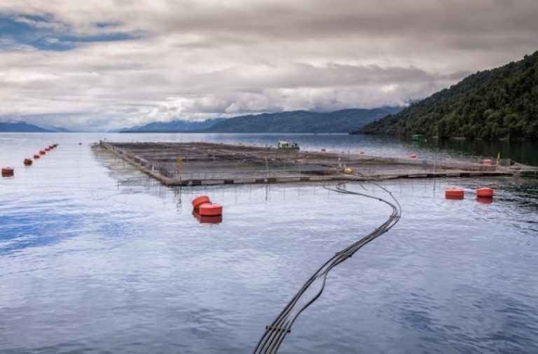 Camanchaca expects to grow to 51,000 tonnes next year