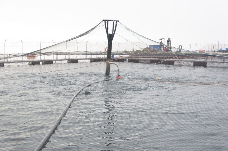 AquaChile reports net profit of US$ 33.7 million