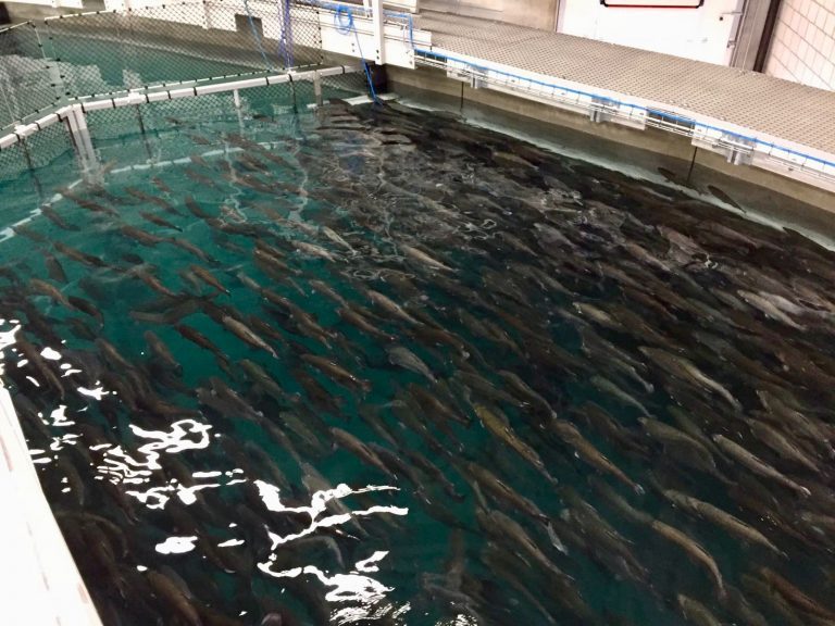 First Swiss Atlantic salmon to enter market by Easter