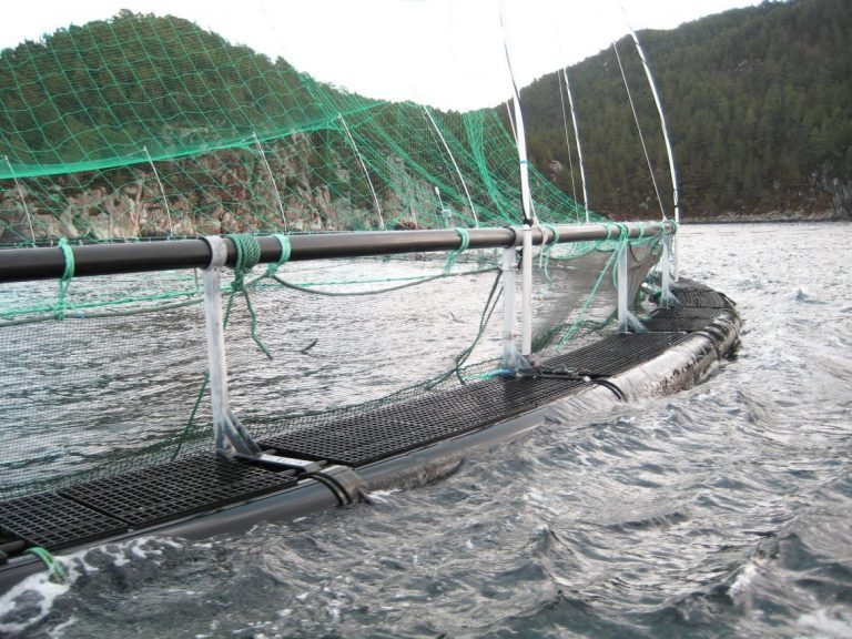 Encouraging drop in escapes from Norwegian farms